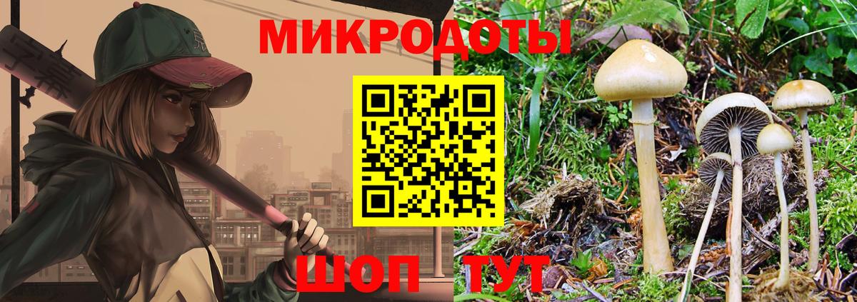 Галлюциногенные грибы Psilocybine cubensis Кандалакша